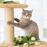arbre à chat